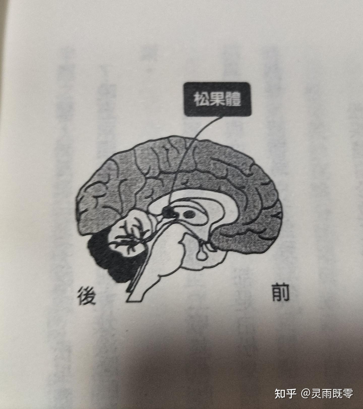 (一)不可不知 关于松果体的这件事 - 知乎