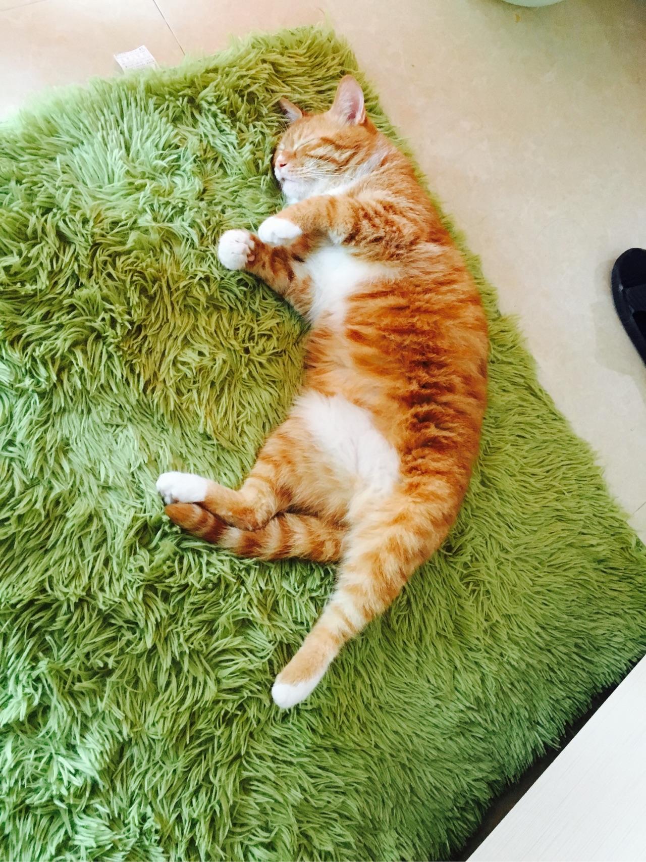 我家的猫从小躺着睡如图这样到底是否正常