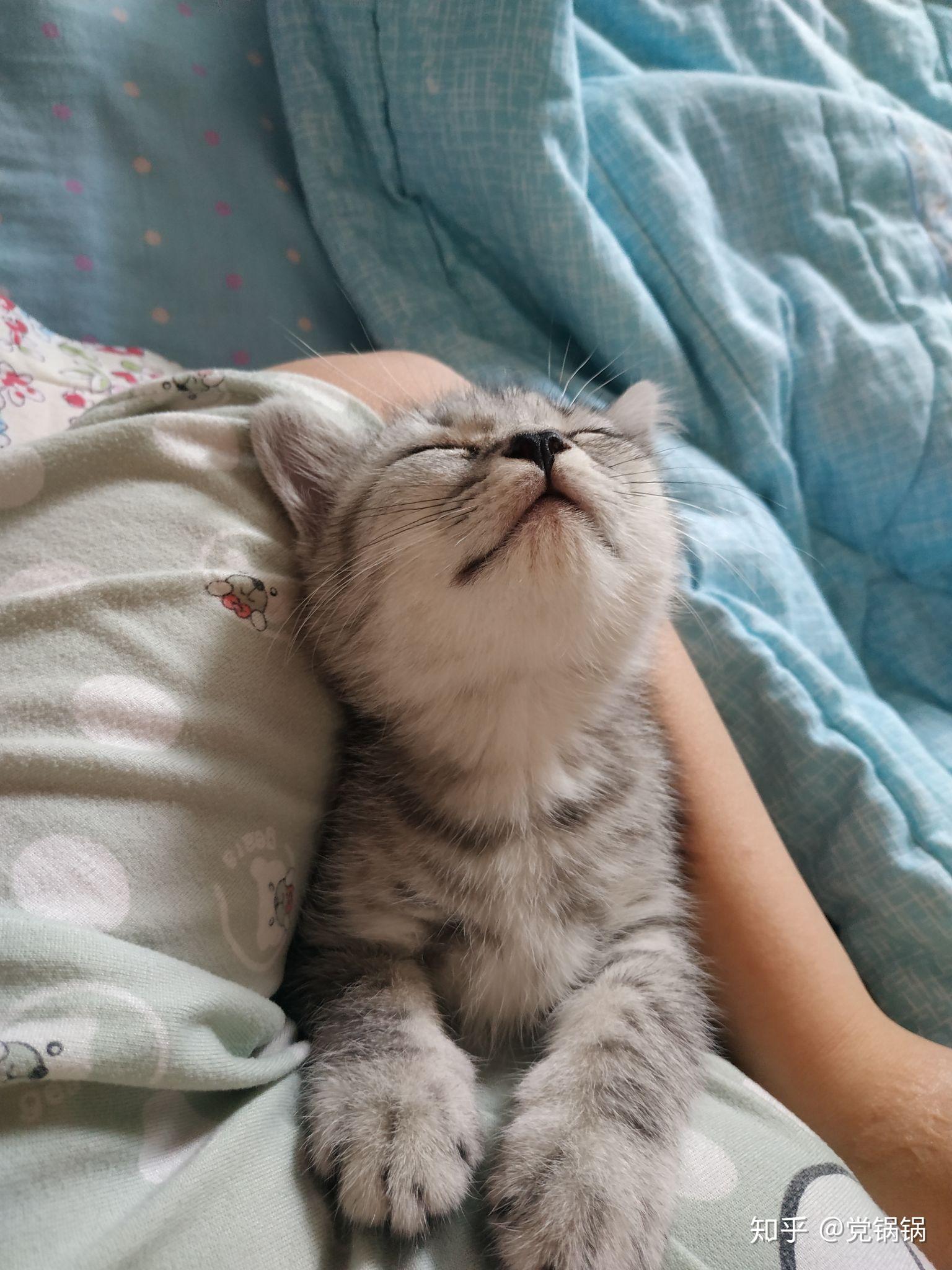 养六个月以下的小奶猫是怎样的体验