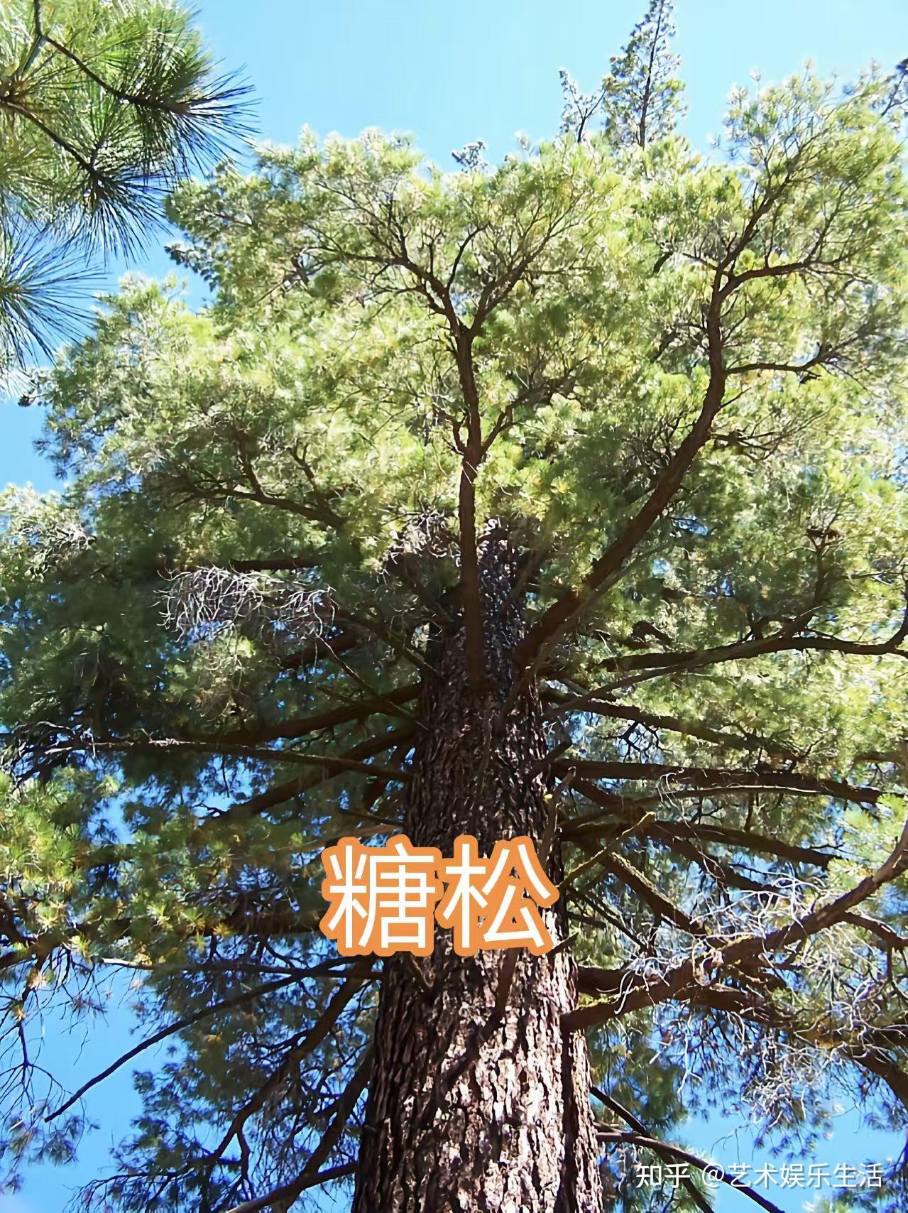 215种松科植物,最长寿的狐尾松已经活了4800岁 - 知乎