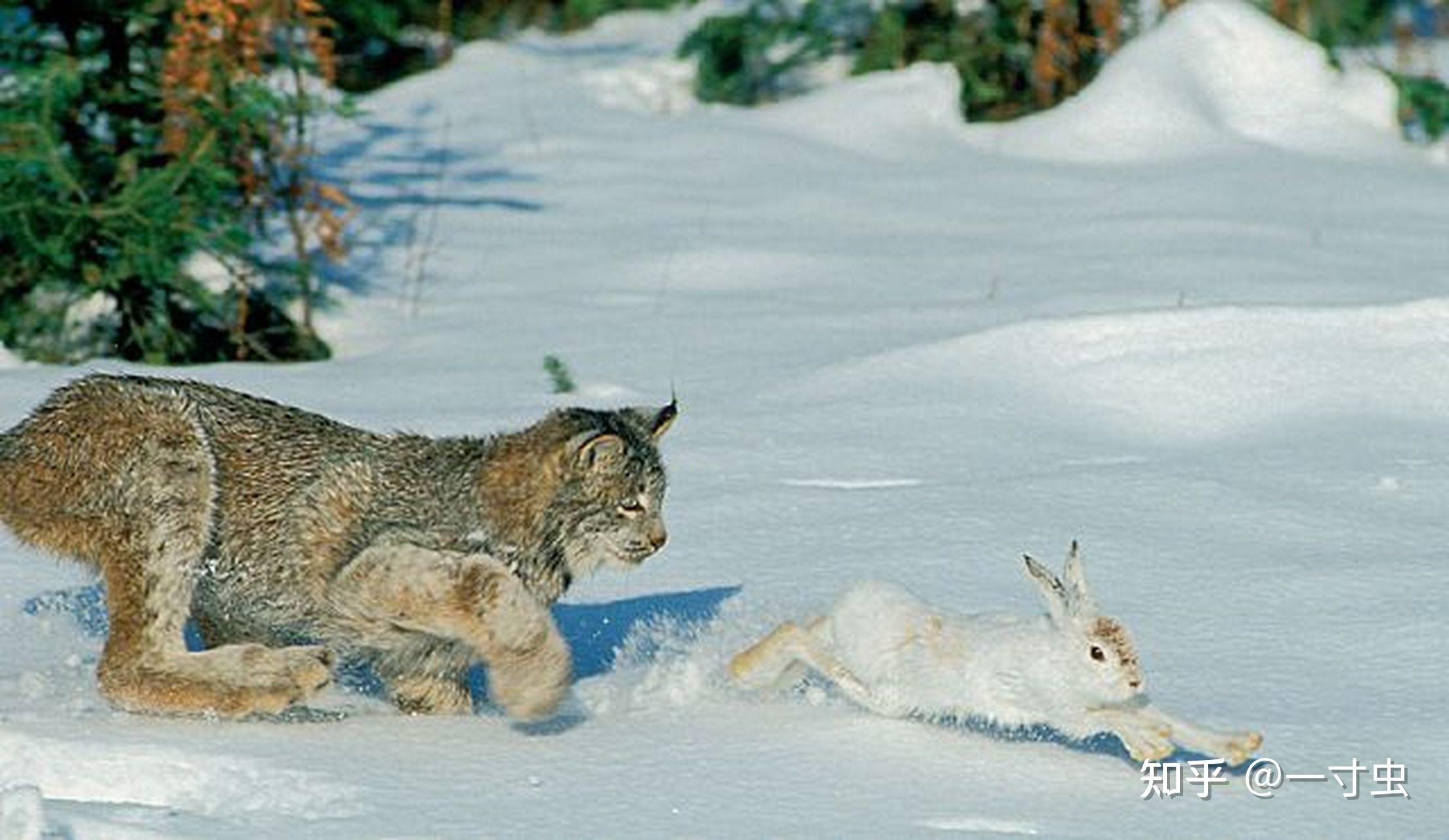 猞猁的难言之隐:冬季山里的无冕之王,杀狼捕鹿,却严重依赖雪兔 - 知乎