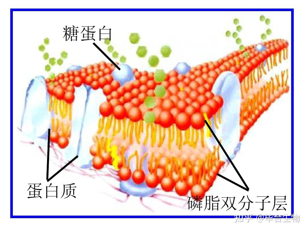 乳糖糖苷键图片