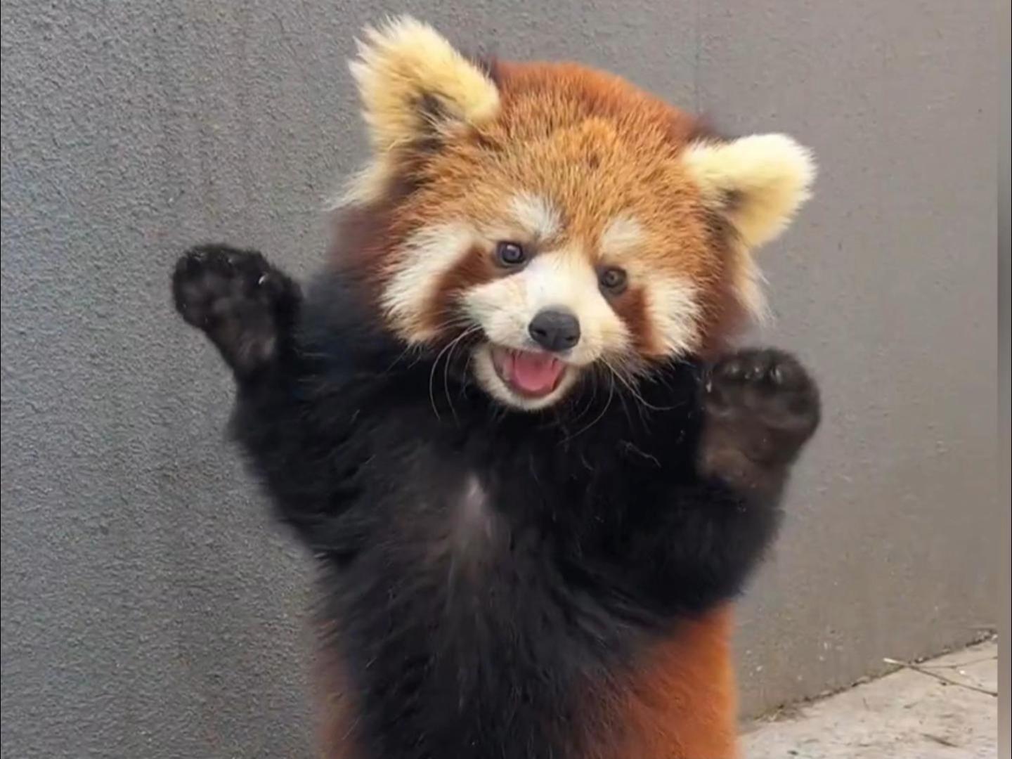 小熊猫的妖娆舞姿了解一下