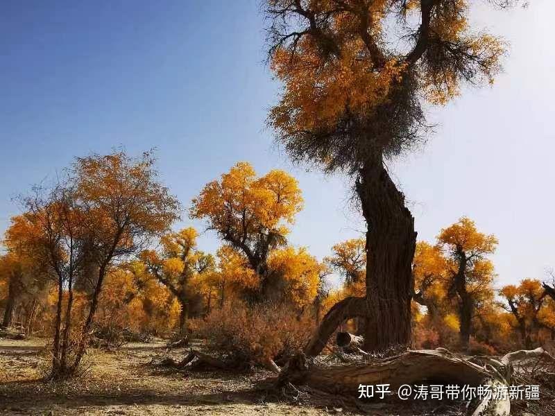 南疆这么多胡杨林我来教你怎么玩! 秋天总要去看一看塞外的胡杨吧! - 知乎
