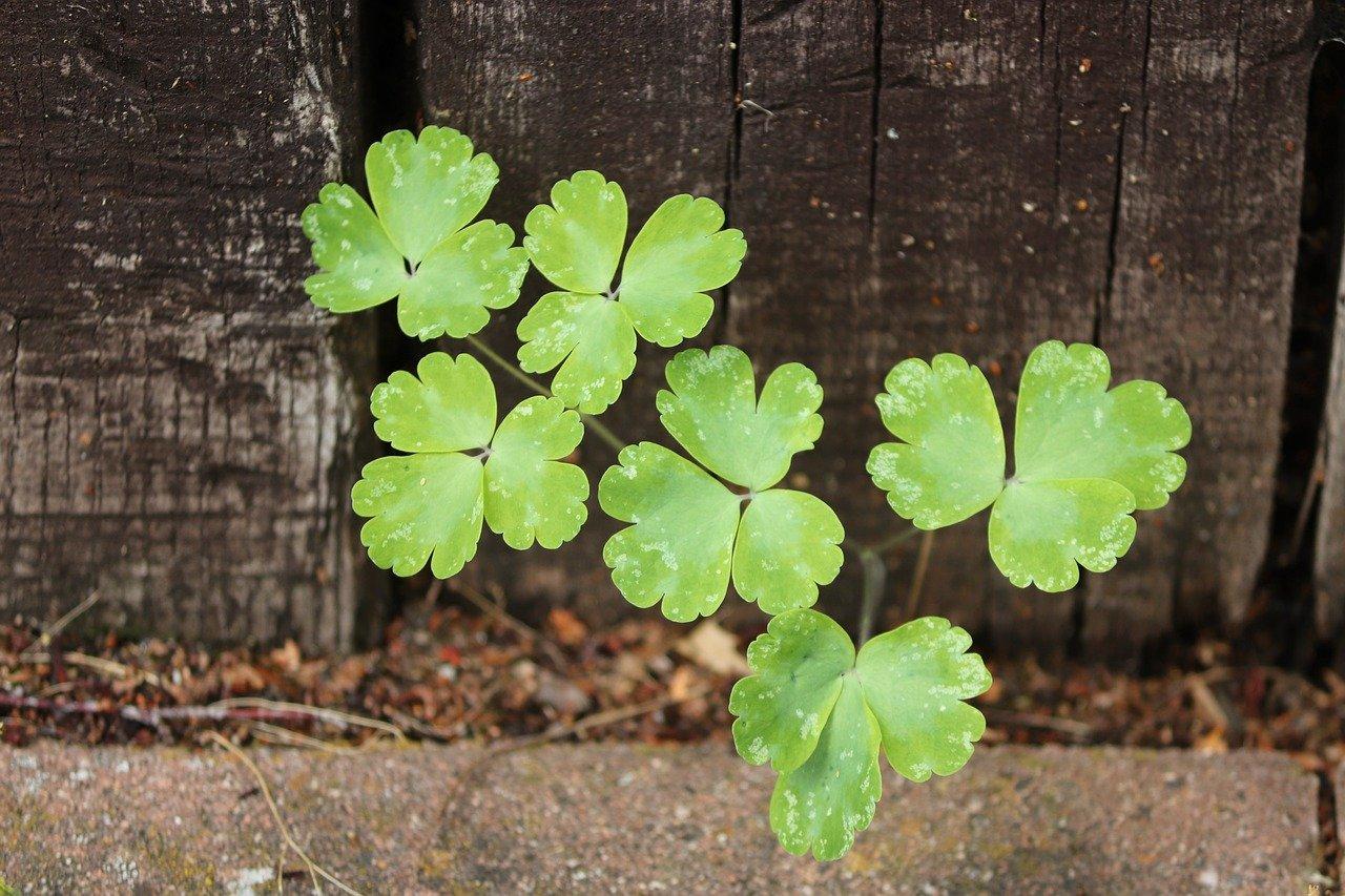 蛋壳如何给君子兰施肥