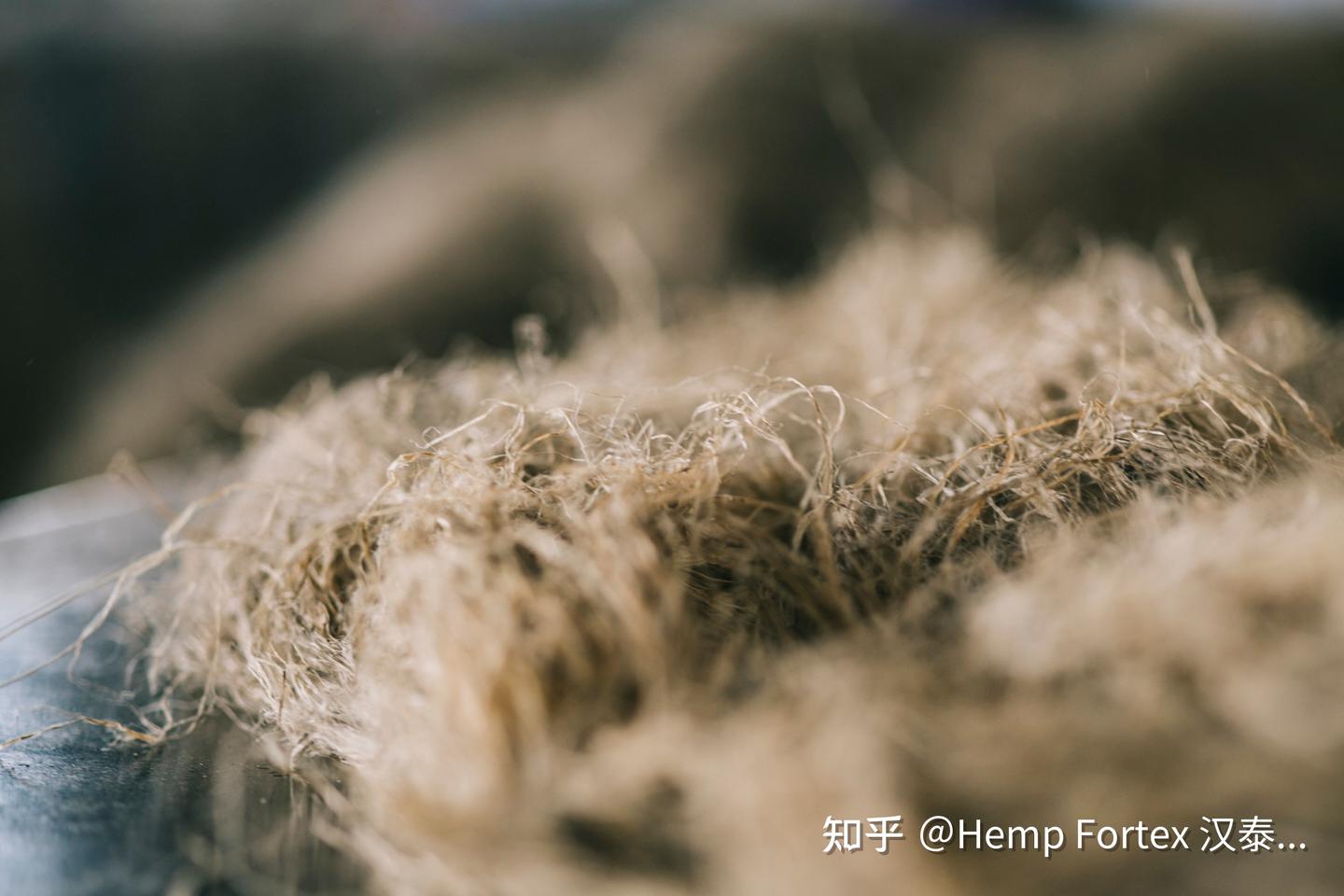 Hemp | 因为汉麻 地球又轻松一些 - 知乎