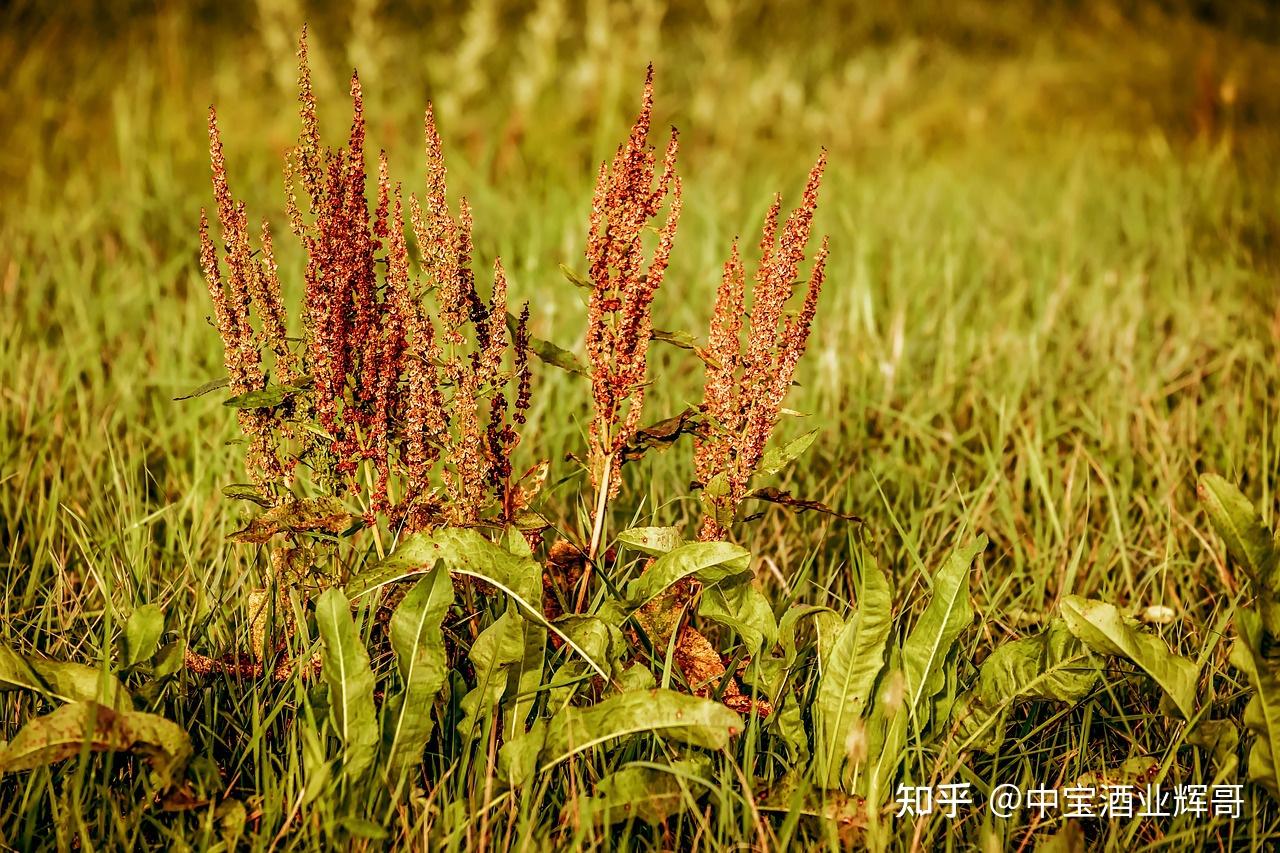 12987的酿造工艺,具体是什么啊? - 知乎