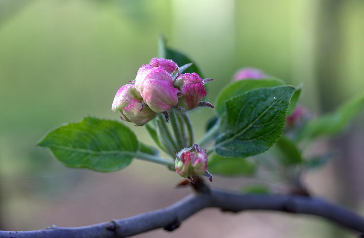 2. 夏季牡丹移栽