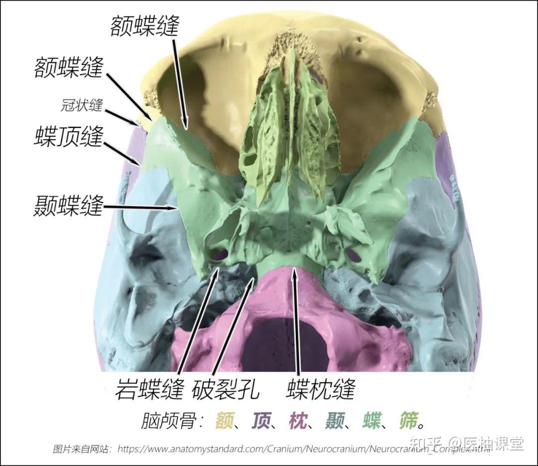 颌面部骨骼结构图解 - 知乎