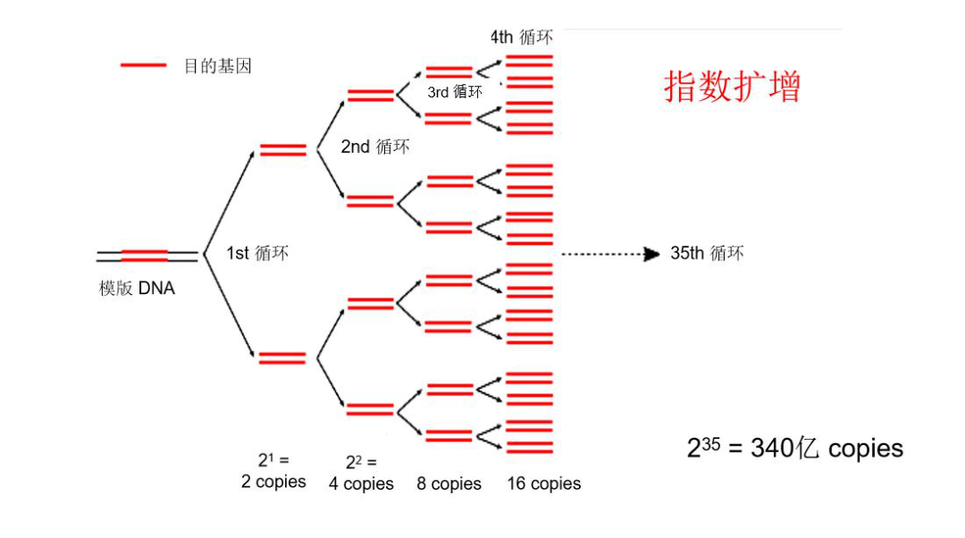 IVD市场分析丨分子诊断产品(PCR篇) - 知乎