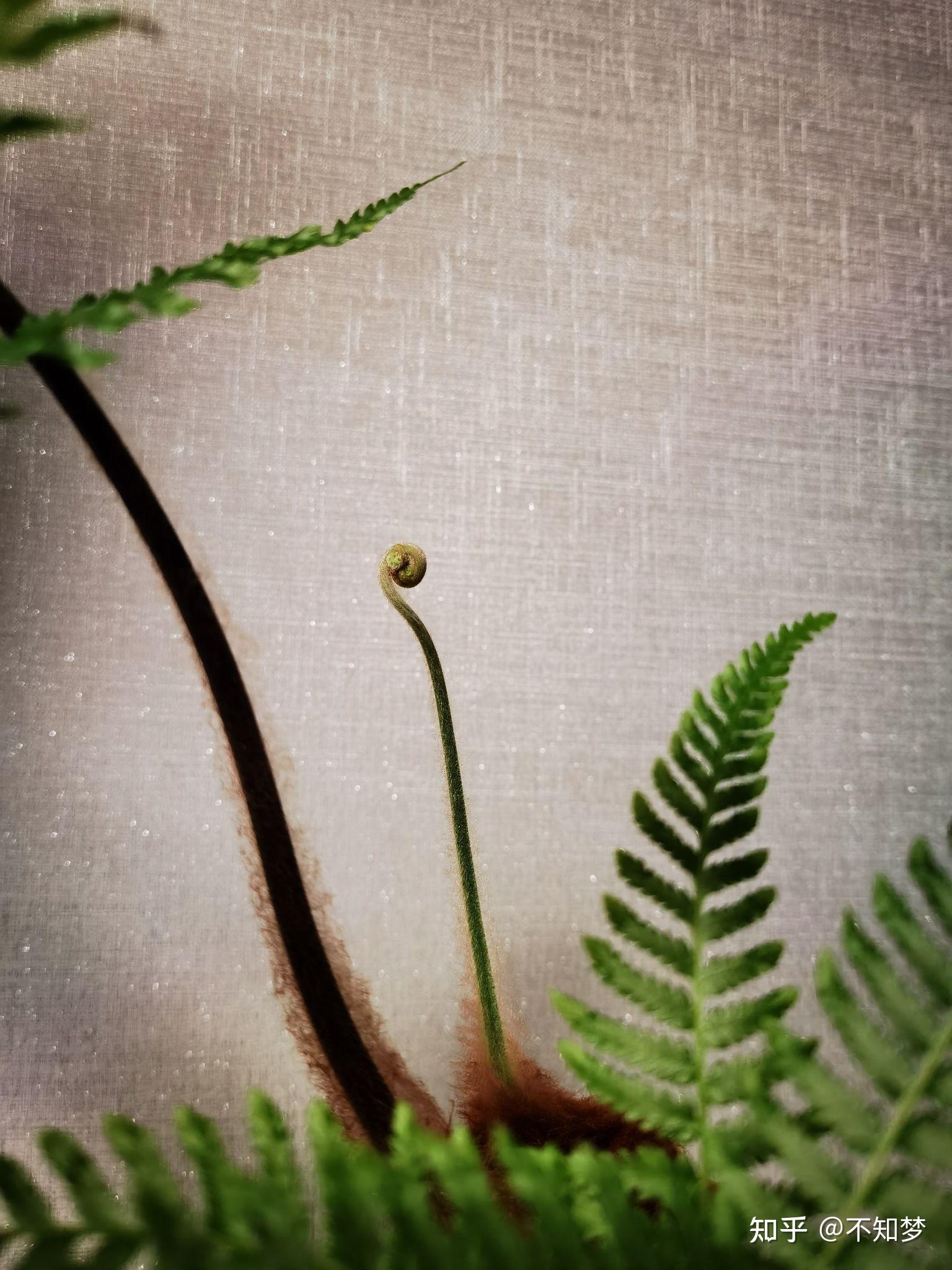 金丝猴蕨采光良好温度湿润的室内养护为何叶片焦卷