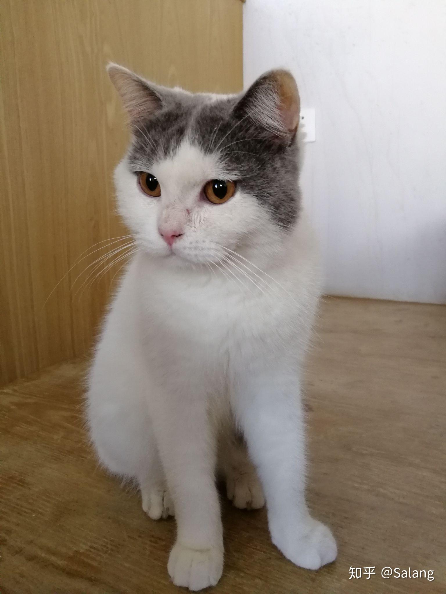 猫可以萌到什么程度?