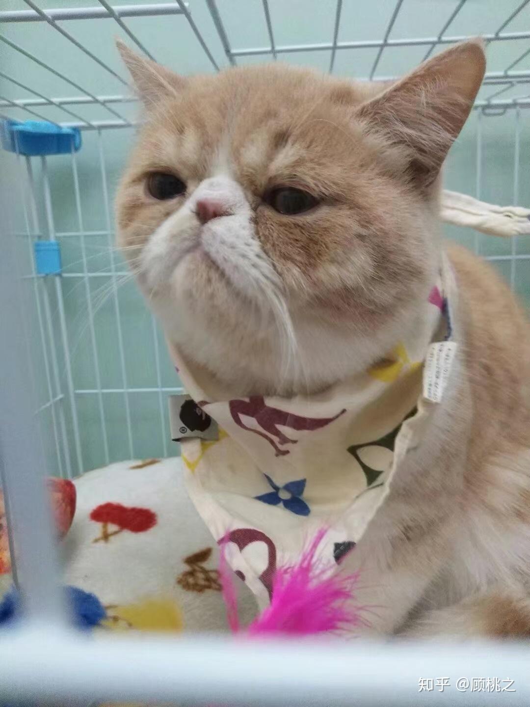 加菲猫尴尬期能有多丑