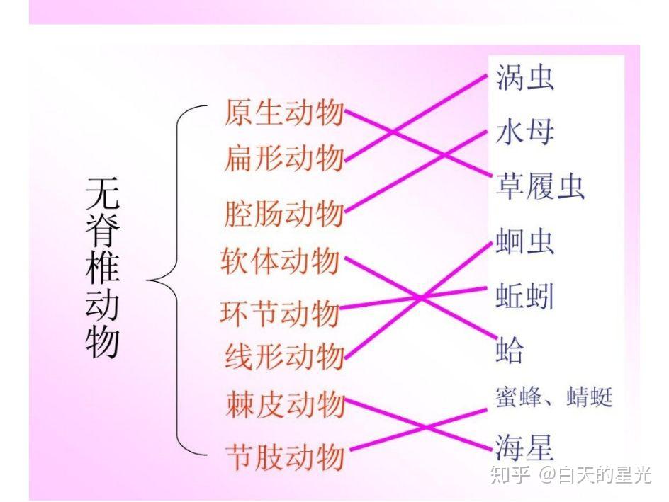 女生会喜欢无脊椎动物吗