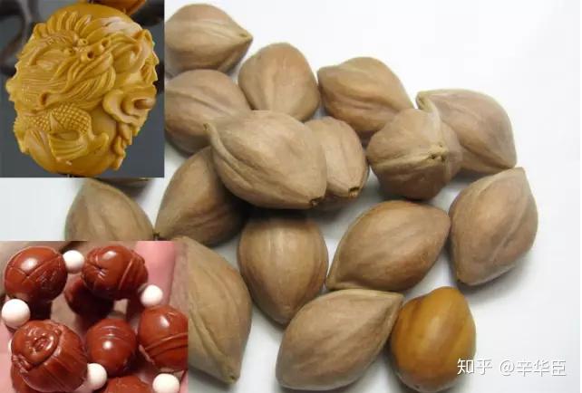 刀尖上的艺术——橄榄核原料分类(上) - 知乎