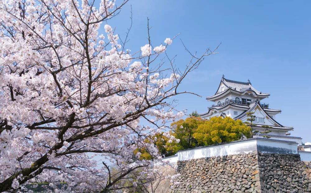 花都开好了 跟着樱花在大阪寻找春天 知乎