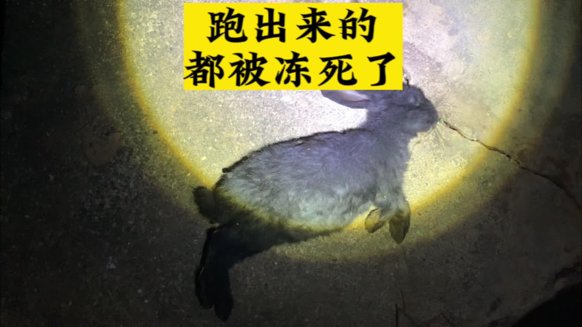 兔子冻死图片