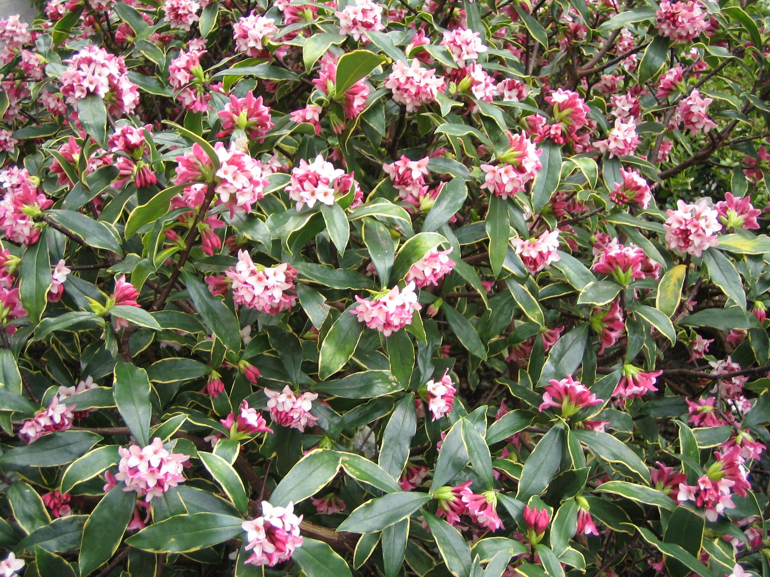 买回家的盆栽瑞香怎么养 有什么需要注意的地方 知乎 买回家的盆栽瑞香怎么养 有什么需要注意的地方 知乎