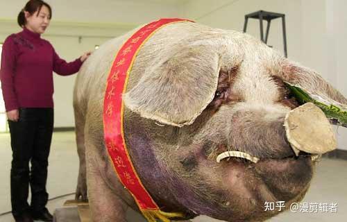 牛世界精猪　 世界上最大的猪- 知乎
