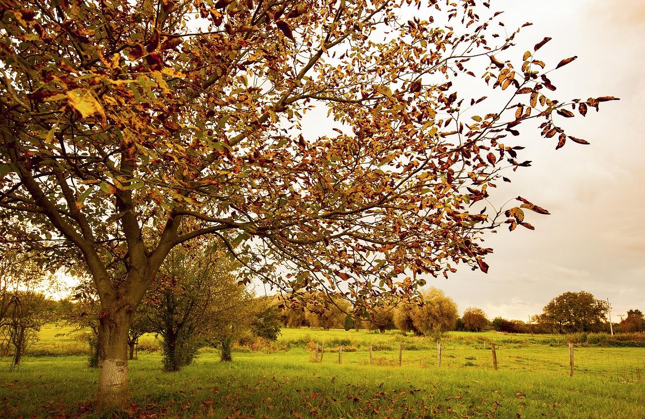 树的叶子什么松树的
