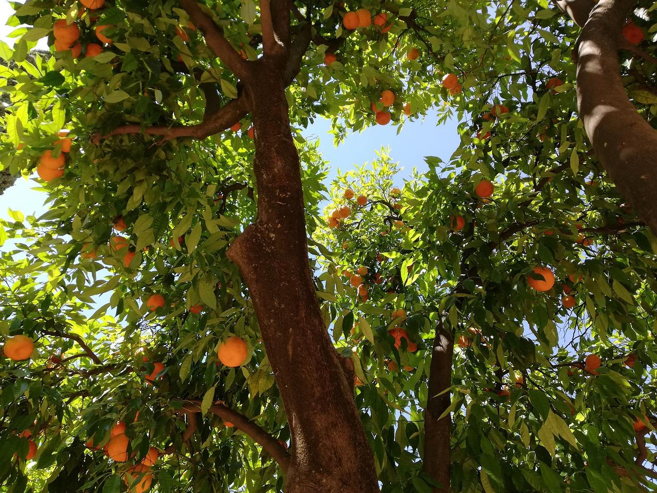 七叶树多少年挂果