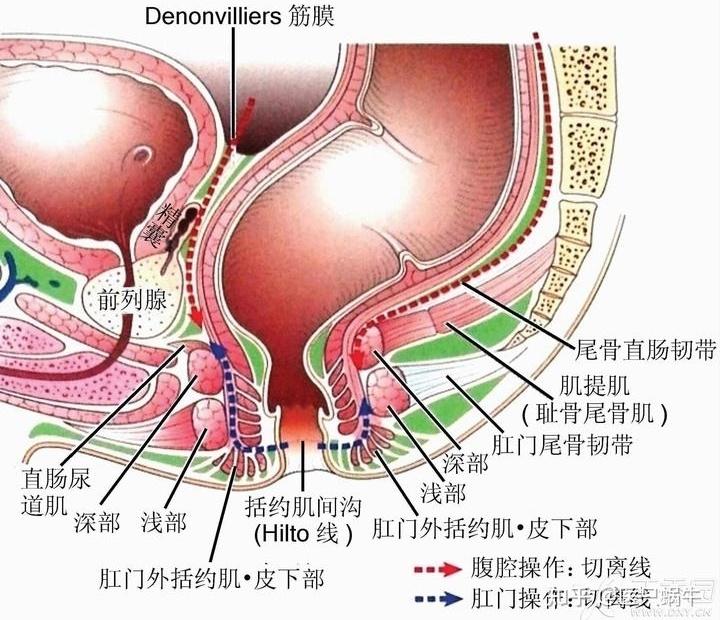 臀裂顶点和尾骨的距离图片