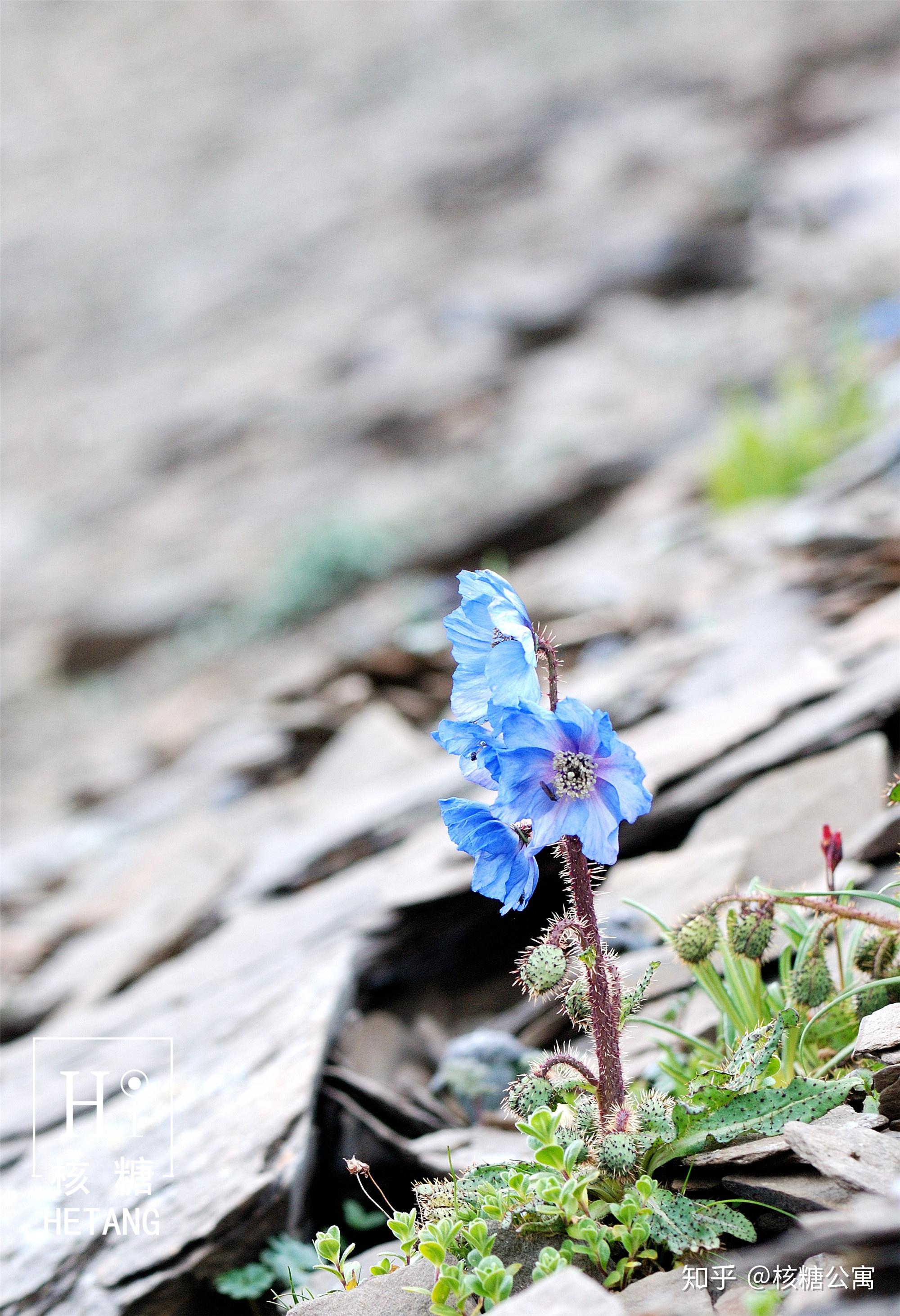 秋英花与格桑花图片