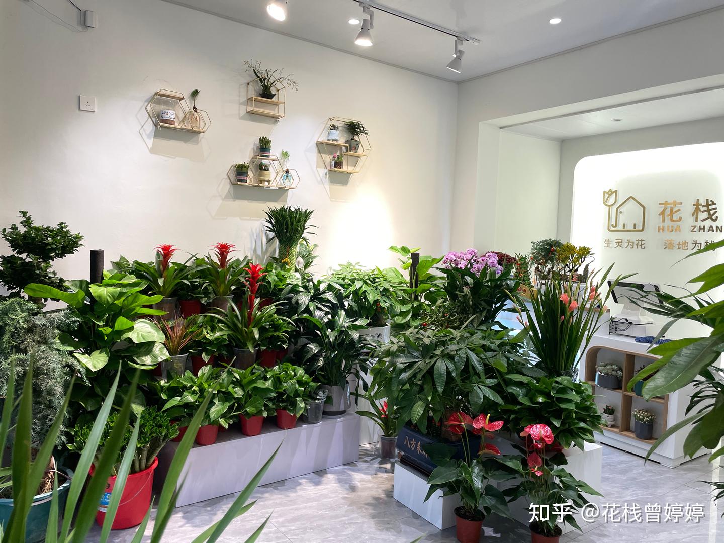 14种寓意极佳的绿植,旺宅风水植物,越养越旺! - 知乎