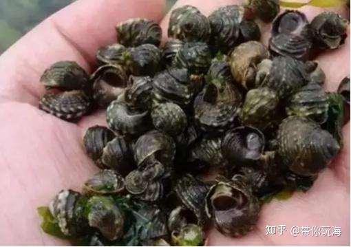 海边礁石上很多这种小螺是什么螺? - 知乎