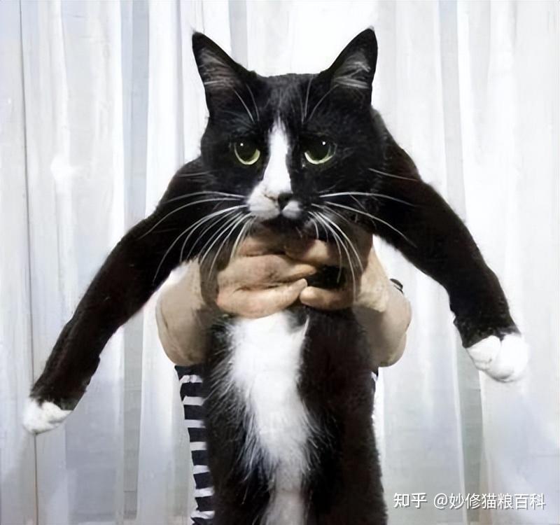 这些错误的抱猫姿势,你还在用吗? - 知乎