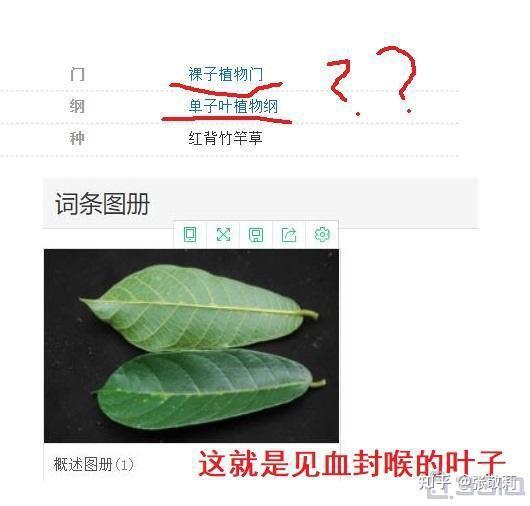 红背竹竿草解毒原理图片