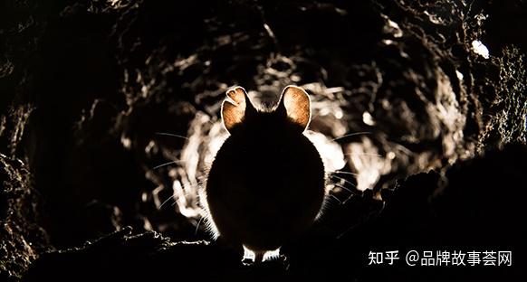老鼠科普知识 - 知乎