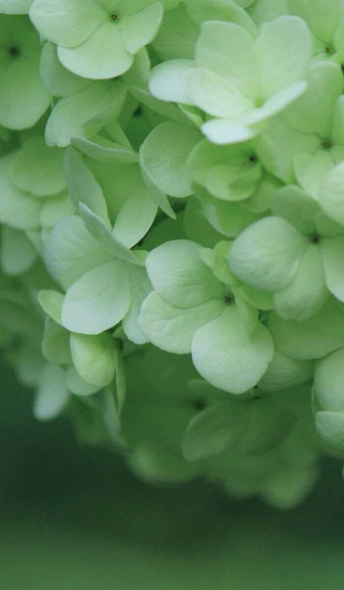 有没有看着很舒服的绿色叶子手机壁纸