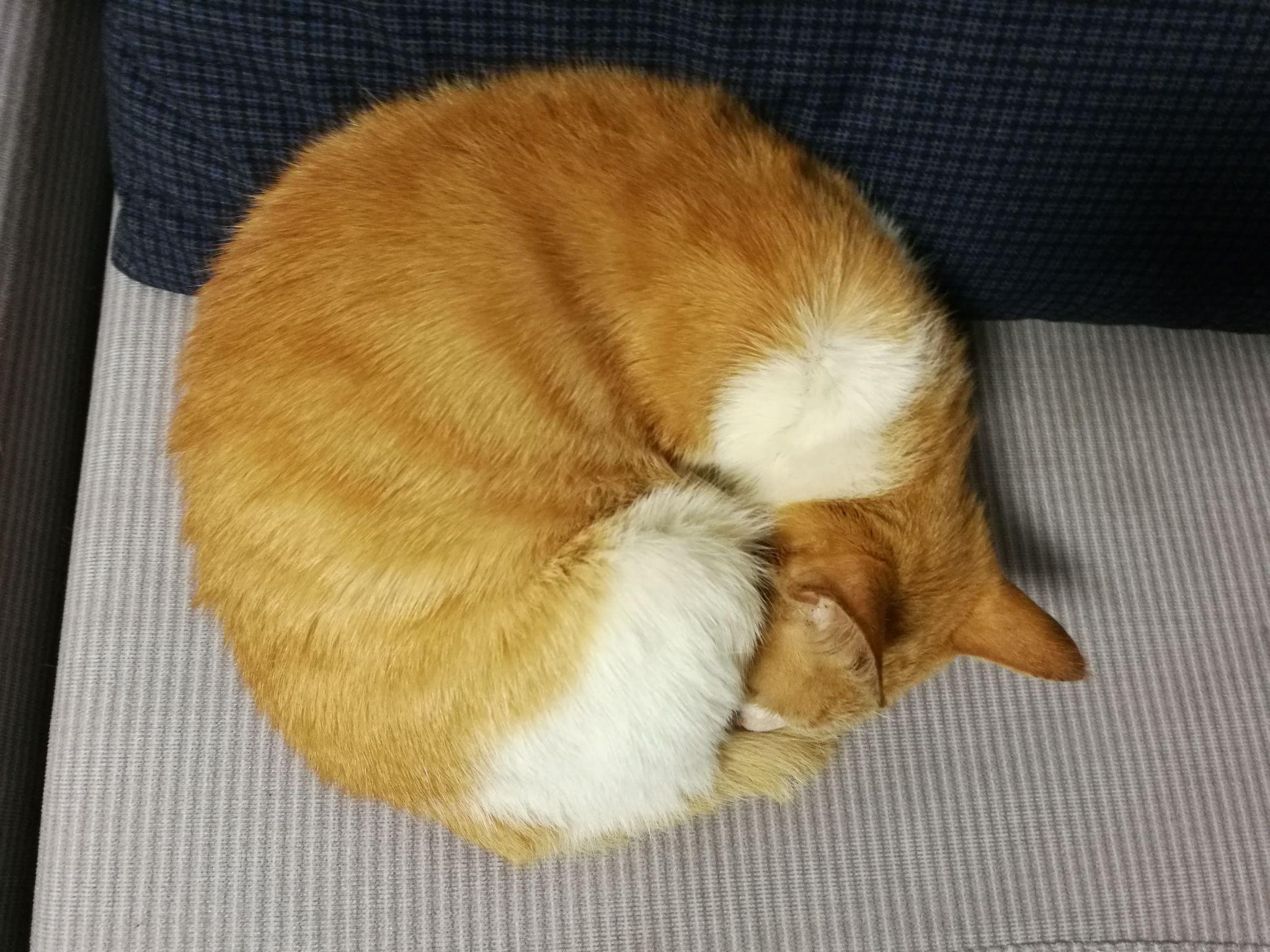 求猫睡觉时候团成圆的图片