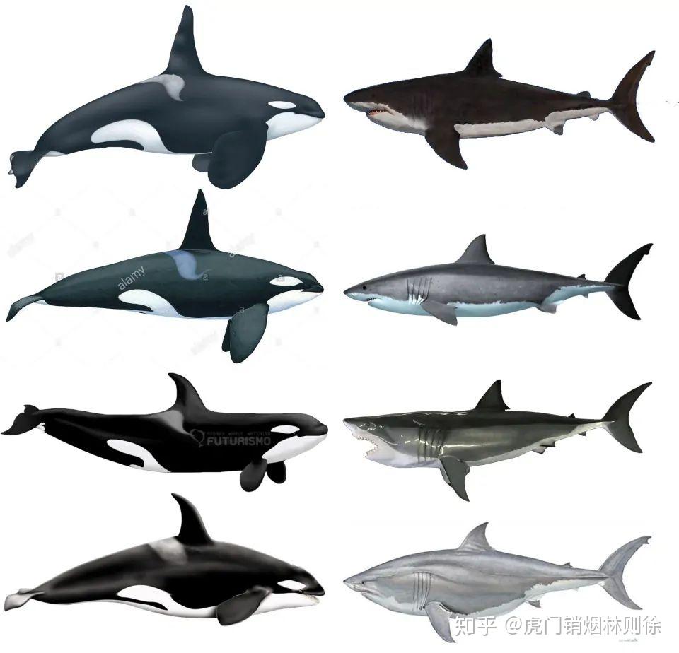 大白鲨(极限个体)和南极c型虎鲸(大个体)那个更强? - 知乎