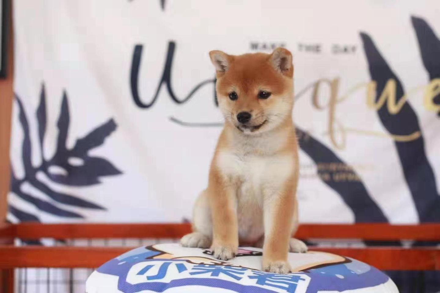 柴犬和秋田犬的区别大讲解 知乎