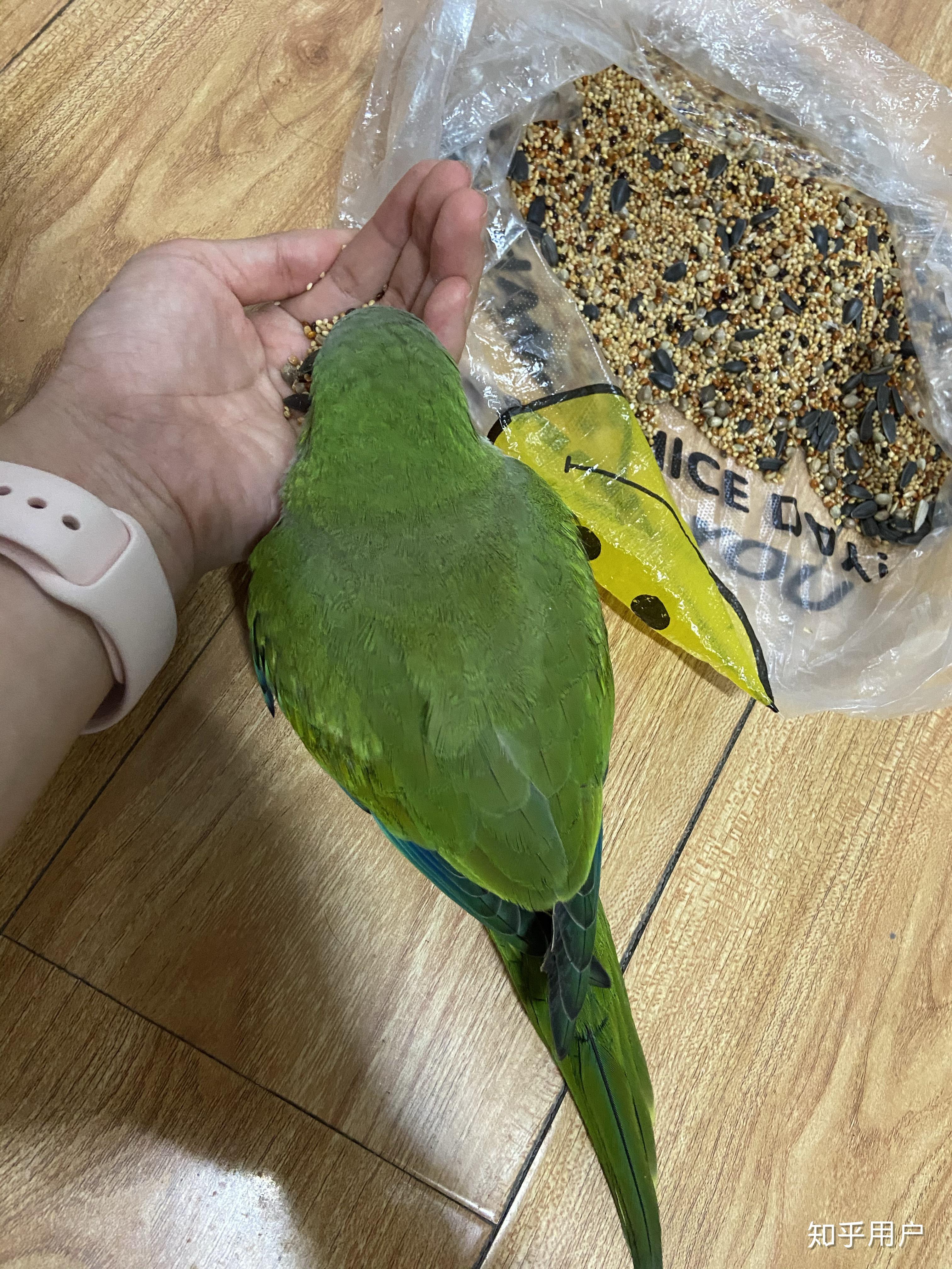 养一只绿和尚鹦鹉是一种什么样的体验? - 知乎