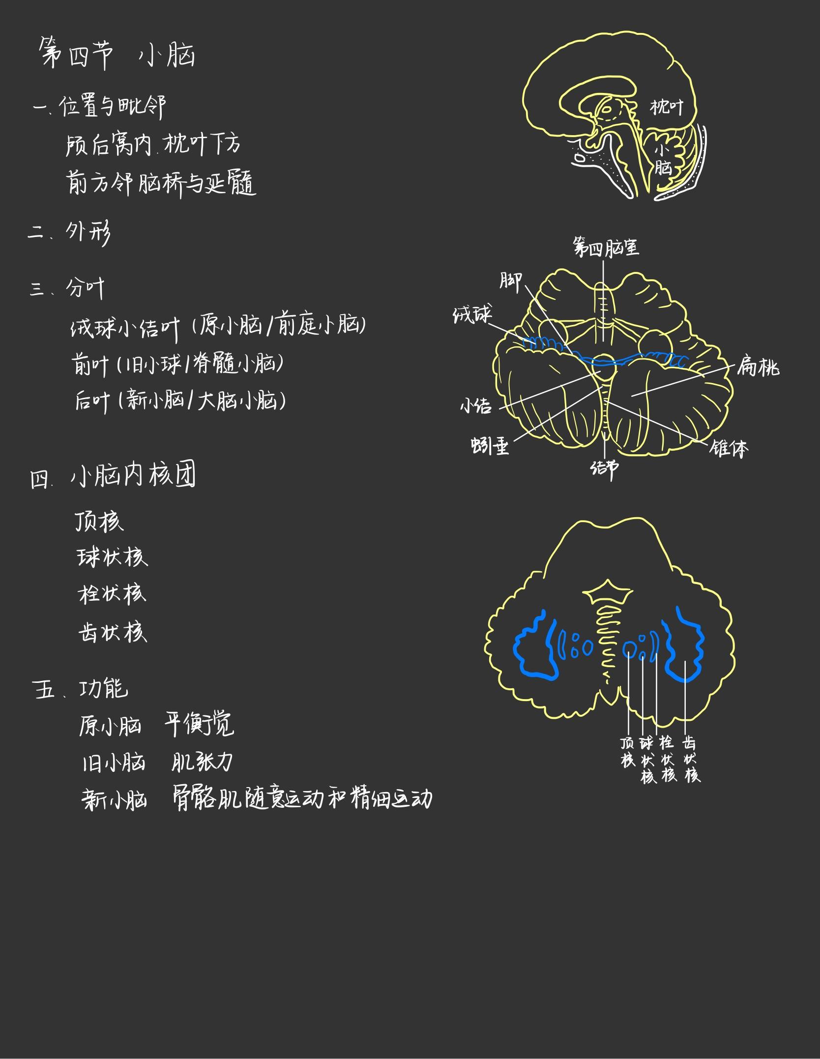 神经系统组成示意图图片