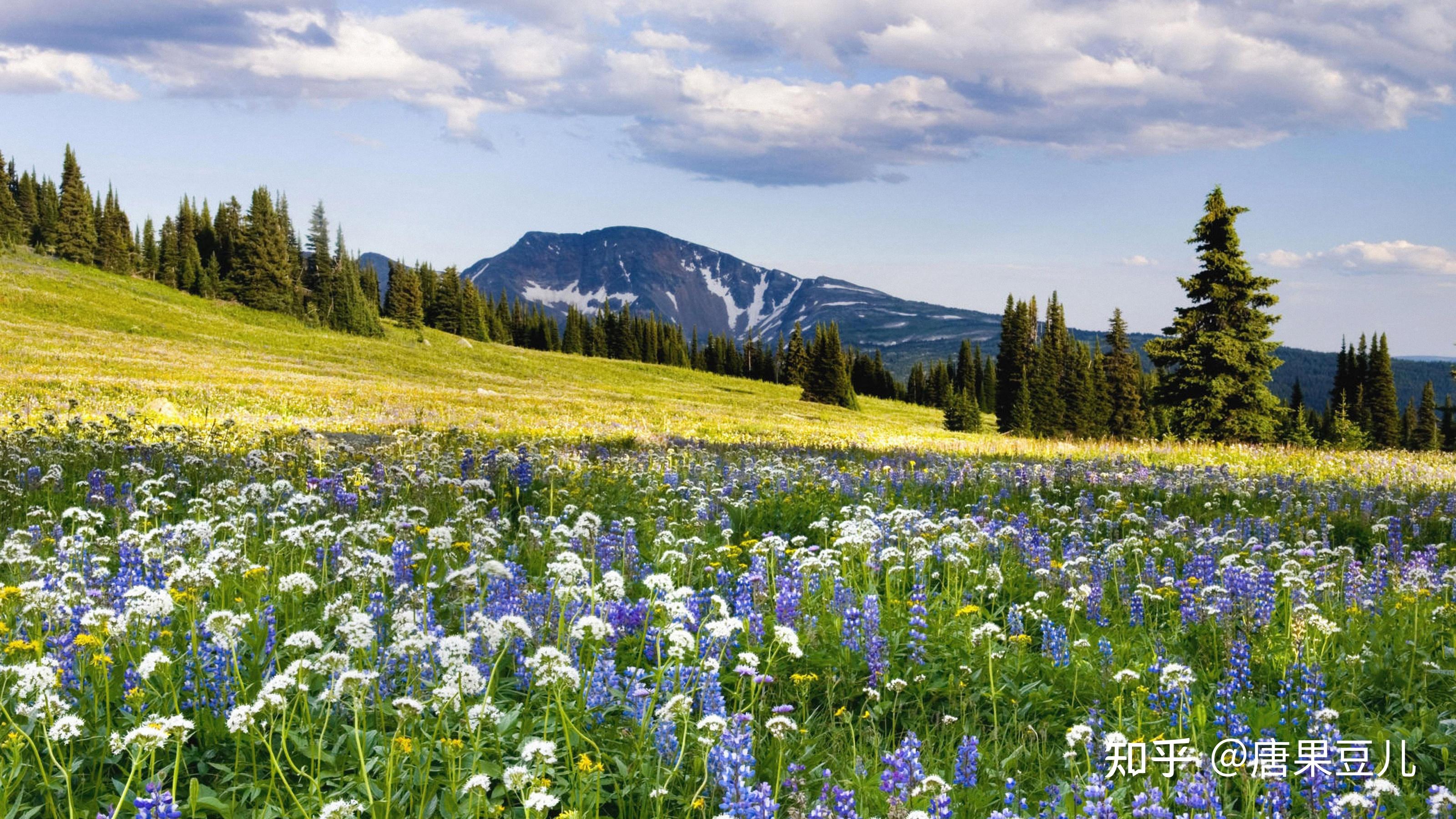 怎么看大冰新书乖摸摸头20