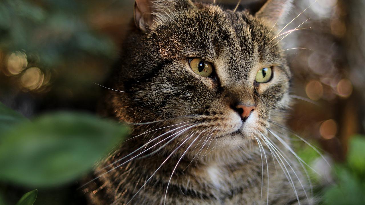 梦都花园价格策略