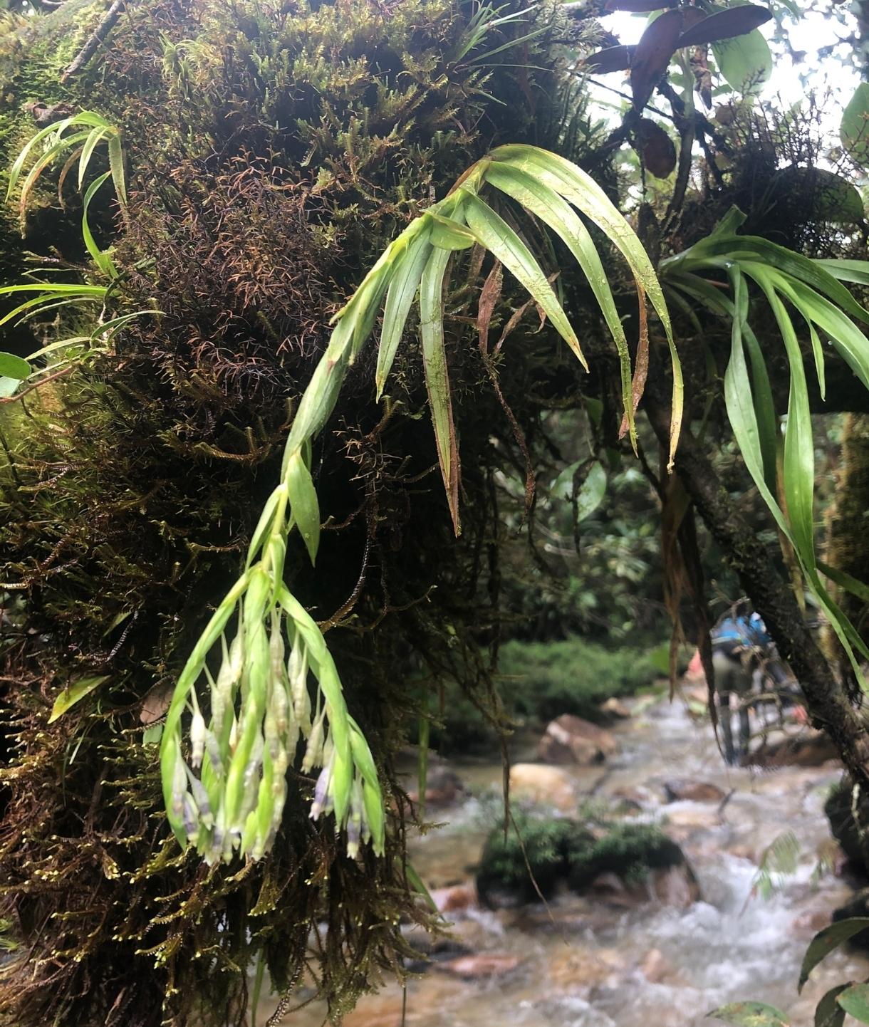 薯蓣目Dioscoreales：无论是藤蔓还是树阴影之下的小草，都终将殊途同归 - 知乎