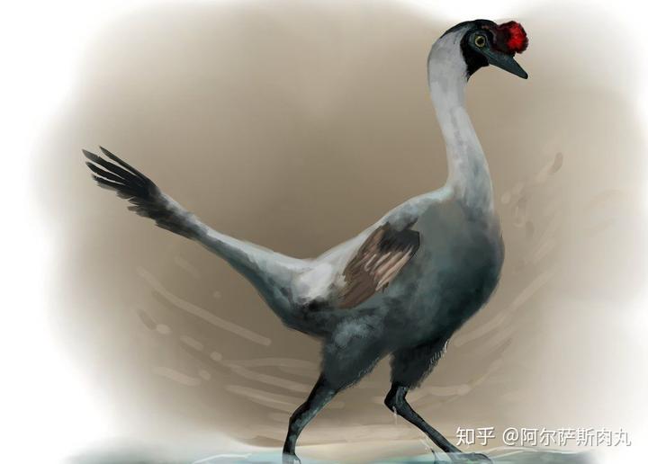 为什么大众仍然不接受鸟类源于恐龙？