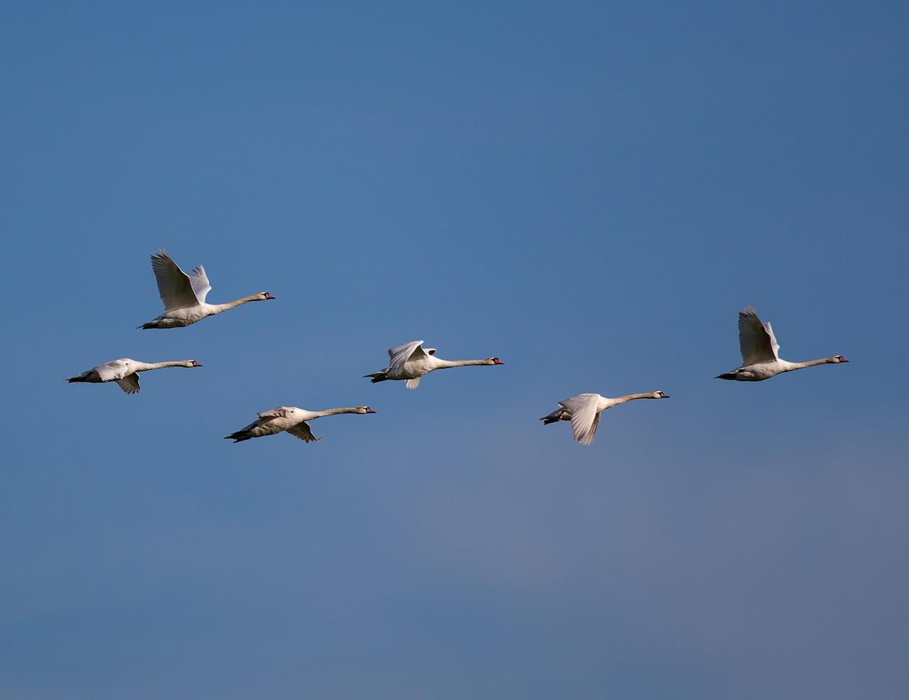 3. 创意迎宾花折