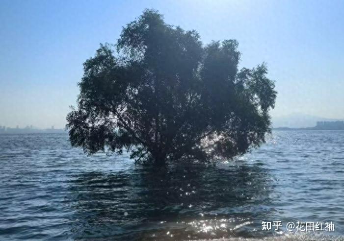 太神奇!海边竟有 “胎生”树,泡海水不烂,种子还在树上孕育宝宝 - 知乎
