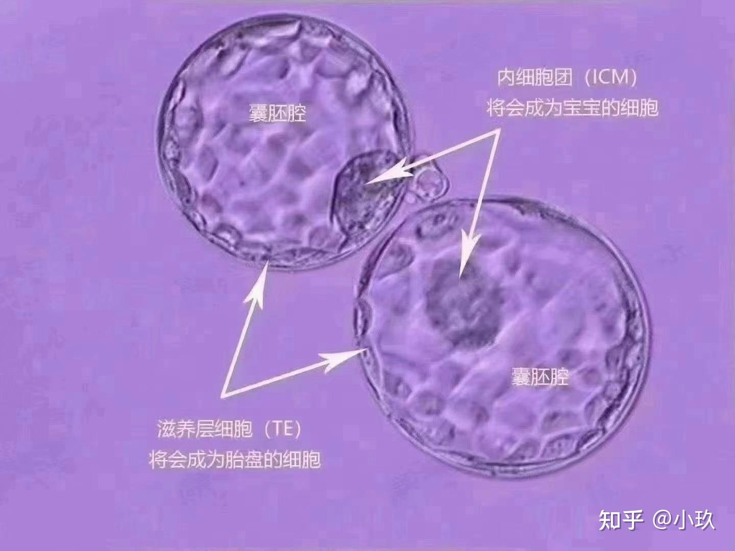 做试管婴儿的时候，抽取胚胎细胞进行检查对胚胎有哪些影响？ - 知乎