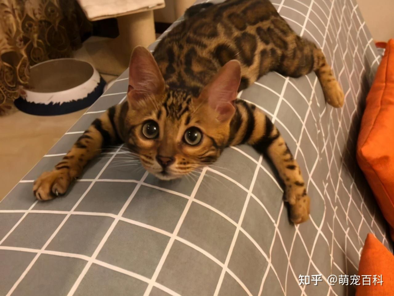 中国十大禁养猫 - 知乎