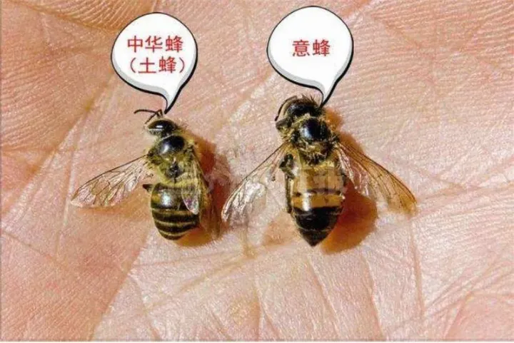 中蜂和意蜂有什么区别图片