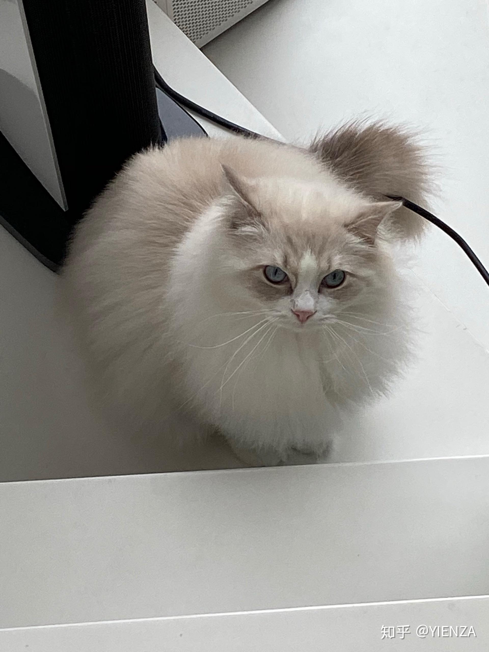 怎么样布偶猫才算是爆毛