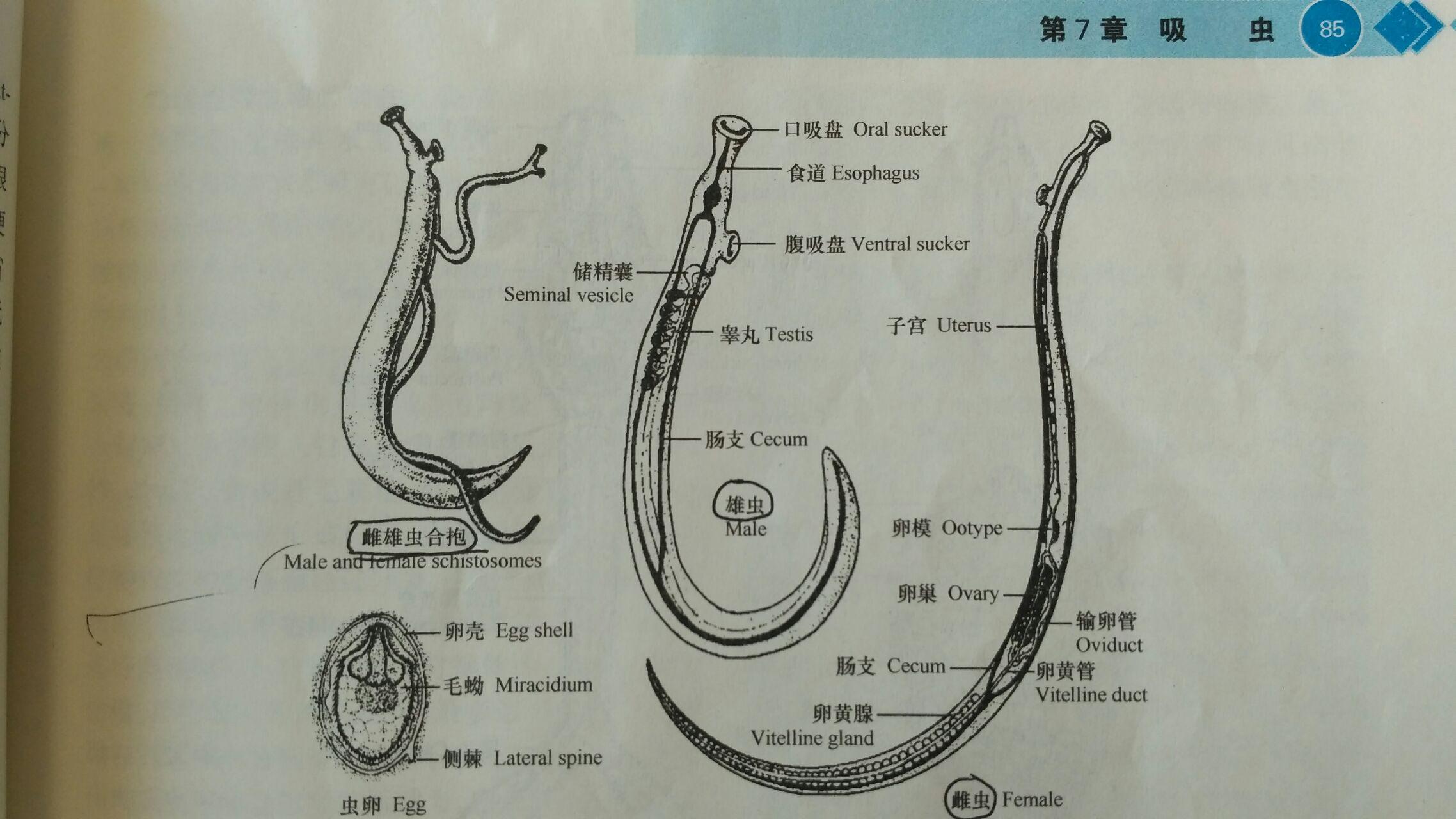 血吸虫为何不称之为吸血虫?
