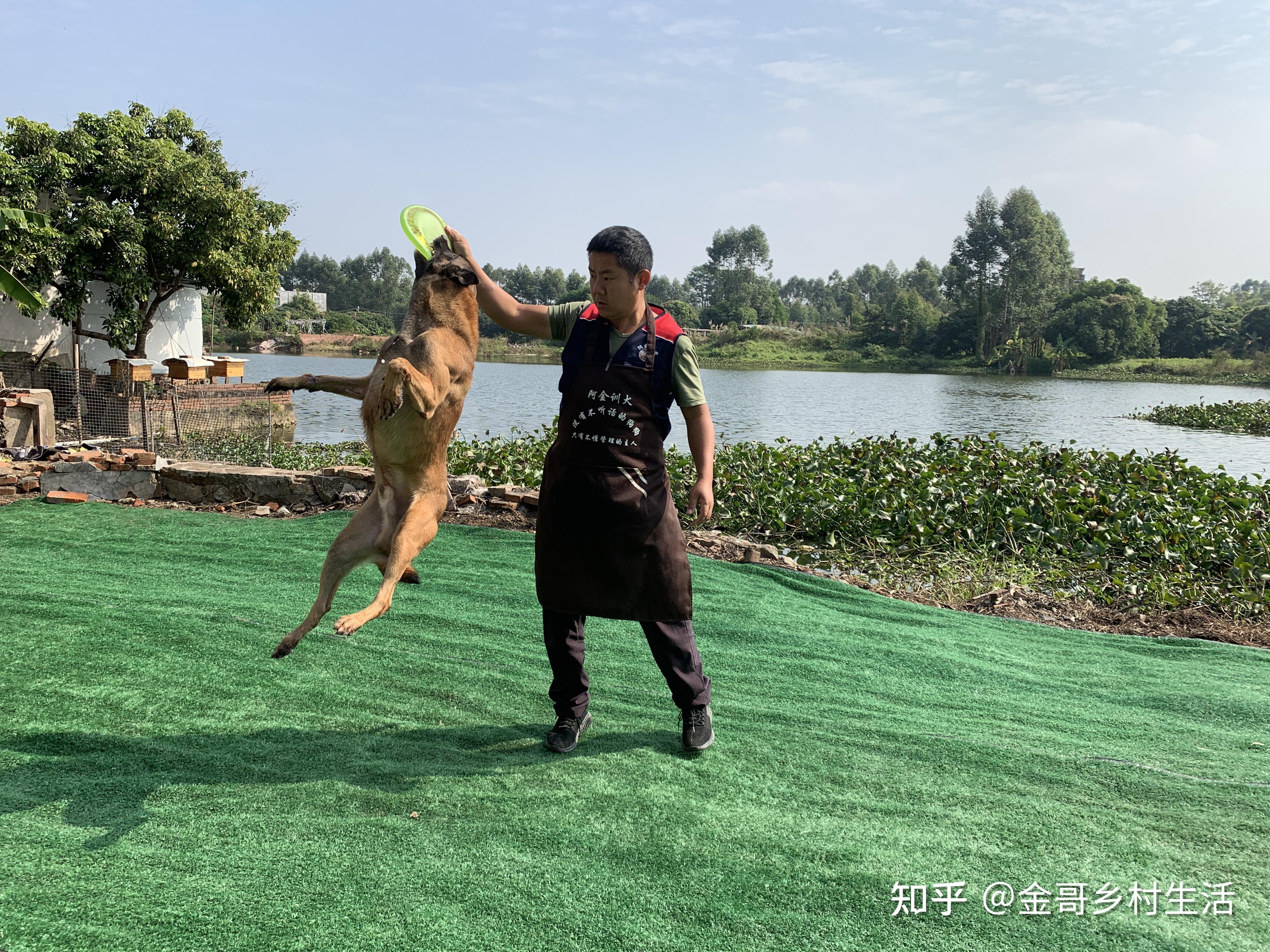 你遇到过狗咬鸡和咬猪吗？该如何解决？训犬师手把手教学 - 知乎